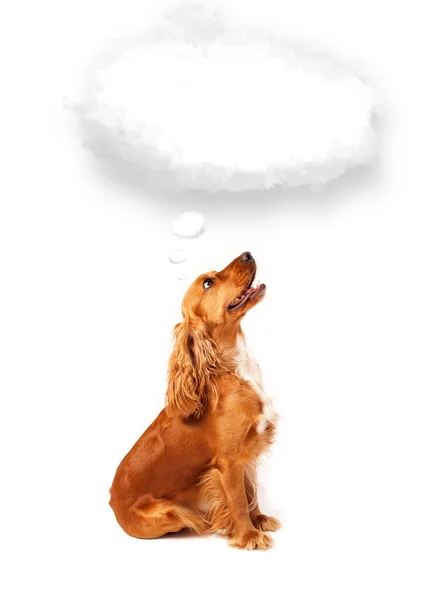 Cute dog with empty cloud bubble — Stock Photo, Image