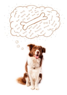Border collie, düşünce baloncuğu ile bir kemik düşünüyor.