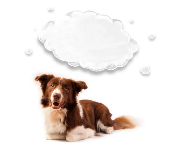 Niedlicher Border Collie mit leeren Wolken — Stockfoto