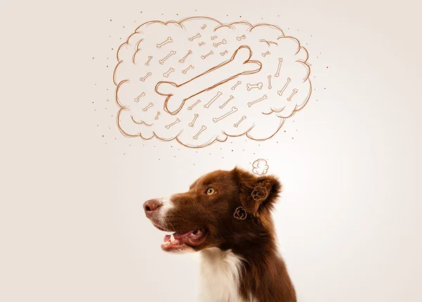 Border collie with thought bubble thinking about a bone — Stock Photo, Image