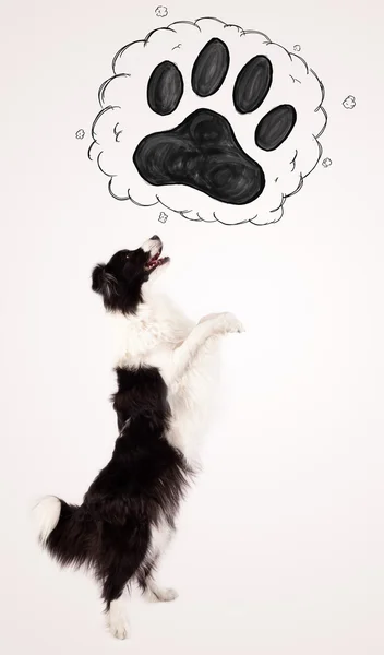 Leuke border collie met pootje boven haar hoofd — Stockfoto