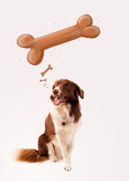 Border collie thinking about a bone — Stock Photo, Image