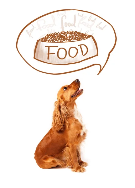 可爱的小猎犬梦到了食物 — 图库照片