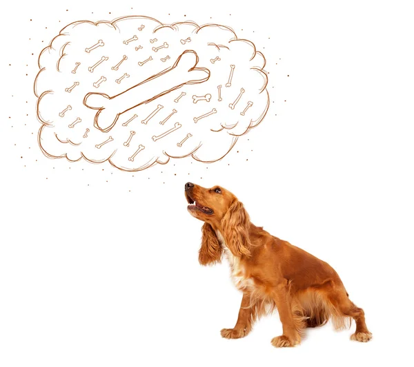 Lindo perro con burbuja de pensamiento pensando en un hueso —  Fotos de Stock