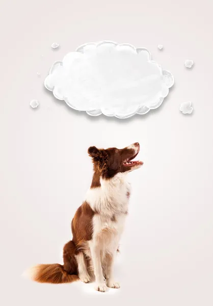 Cute border collie with empty cloud — Stock Photo, Image