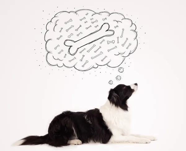 Border collie with thought bubble thinking about a bone — Stock Photo, Image