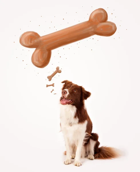 Grens collie denken aan een bot — Stockfoto