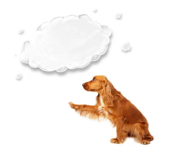 Cute cocker spaniel with cloud — Stock Photo, Image