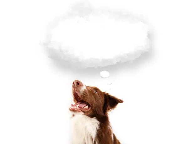 Cute dog with empty cloud bubble — Stock Photo, Image