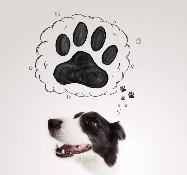 Cute border collie with paw above her head — Stock Photo, Image
