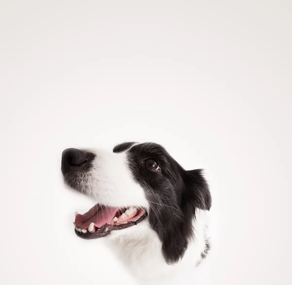 Cute border collie with copy space — Stock Photo, Image