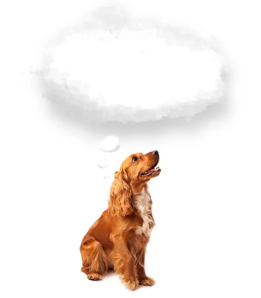 空の雲の泡とかわいい犬 — ストック写真