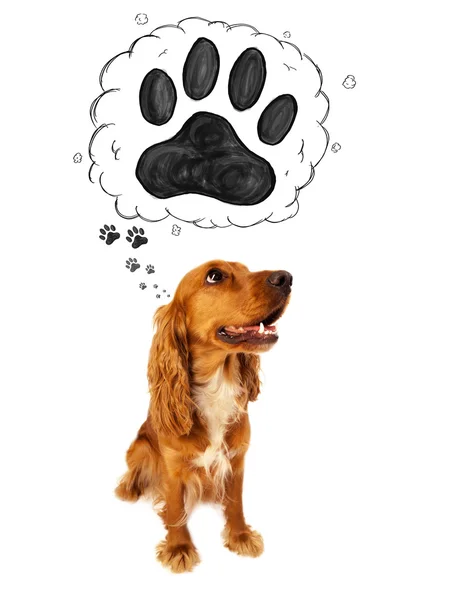 Cute cocker spaniel with paw above her head — Stock Photo, Image