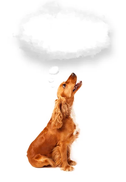 Lindo perro con burbuja de nube vacía — Foto de Stock