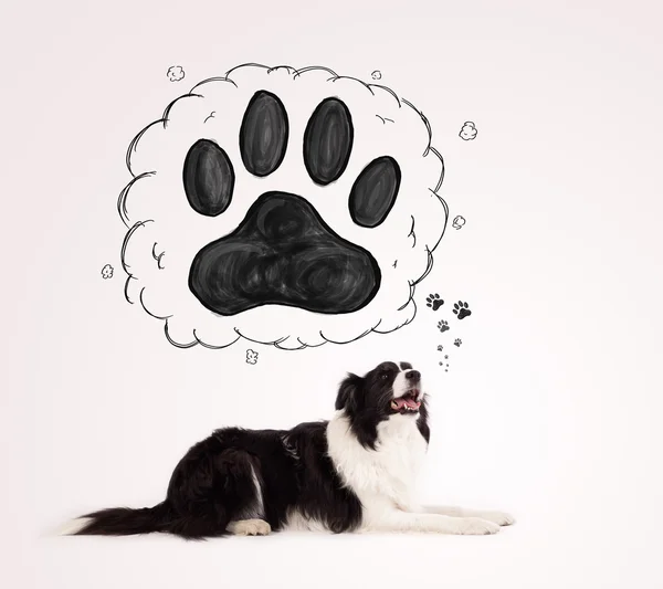 Leuke border collie met pootje boven haar hoofd — Stockfoto