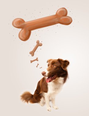 Border collie bir kemik düşünüyor.