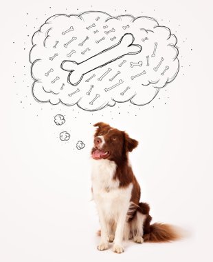 Border collie, düşünce baloncuğu ile bir kemik düşünüyor.