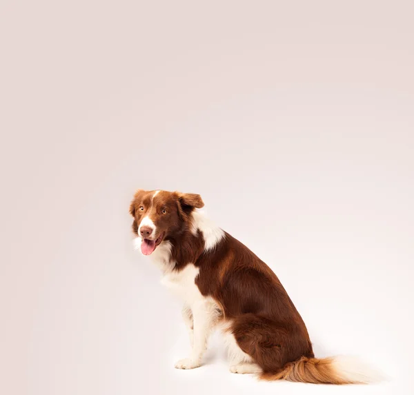 Bonito collie borda com espaço de cópia — Fotografia de Stock