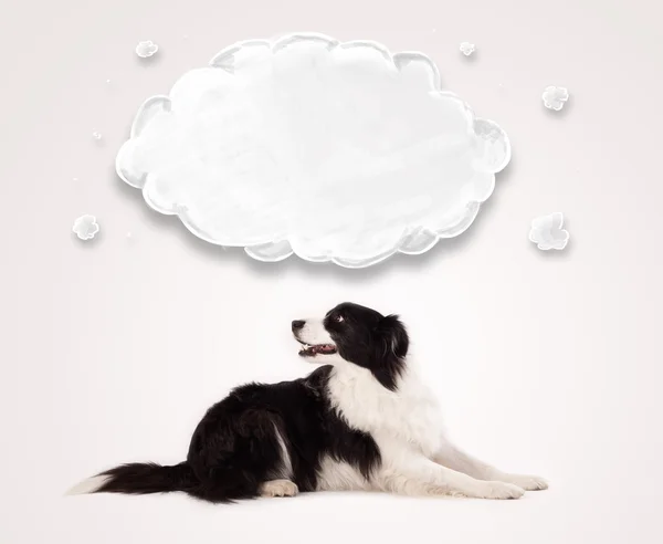 Cute border collie with empty cloud — Stock Photo, Image