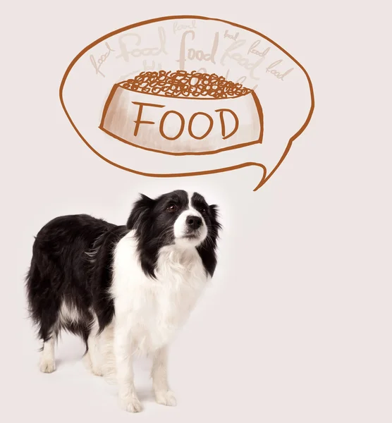 Carino confine collie sognando il cibo — Foto Stock