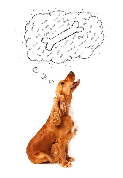 Cão bonito com bolha de pensamento pensando em um osso — Fotografia de Stock