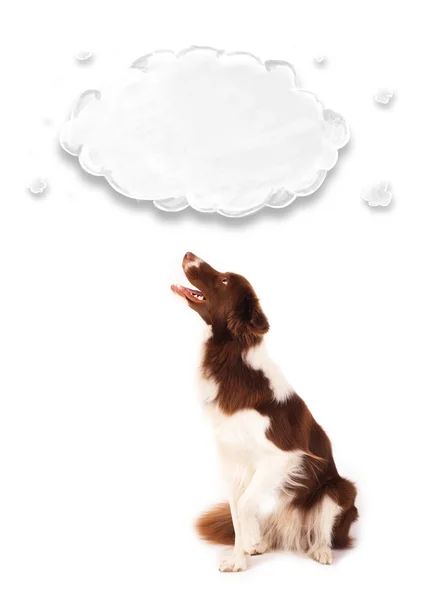 Cute border collie with empty cloud — Stock Photo, Image