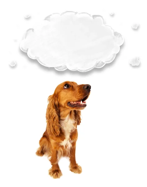 可爱可卡犬与云 — 图库照片