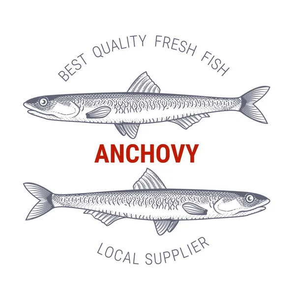 Anchois Style Gravure Étiquette Pour Producteurs Poisson Restaurant Vecteur — Image vectorielle