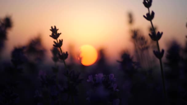 pole levandulových květin při západu slunce se kymácí