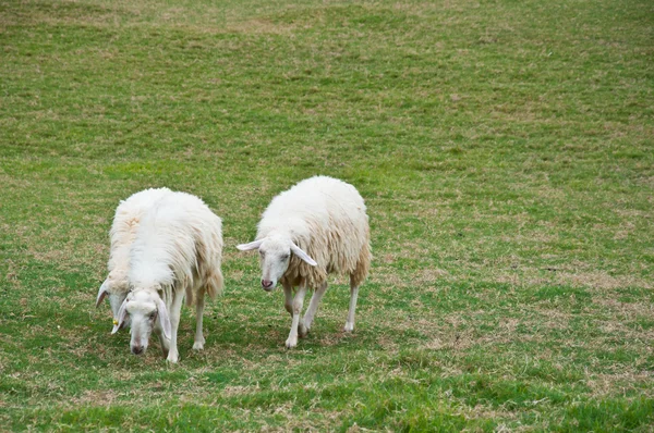 Ovce v přírodě — Stock fotografie