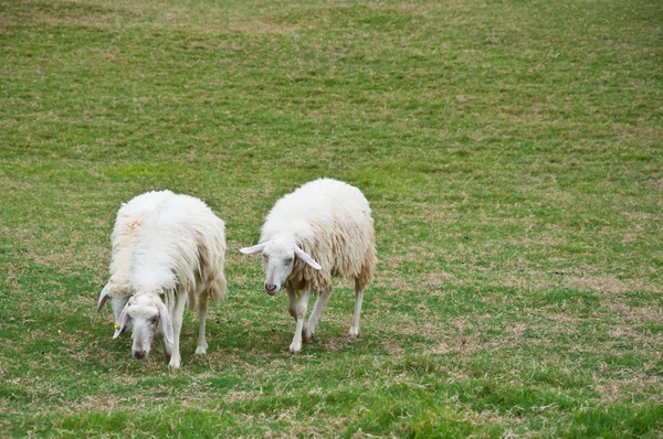 Moutons dans la nature — Photo