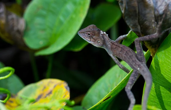 Thailändisches Chamäleon in der Natur — Stockfoto