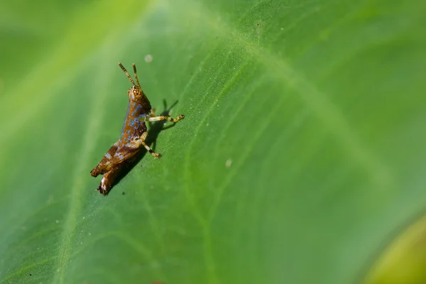 Sprinkhaan op Bladeren — Stockfoto