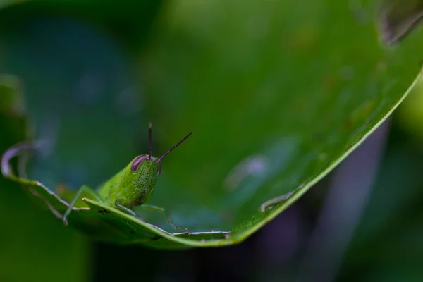 Sauterelle sur les feuilles — Photo