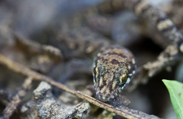 Padrão de camuflagem do lagarto se assemelha a uma cobra em uma árvore oca — Fotografia de Stock