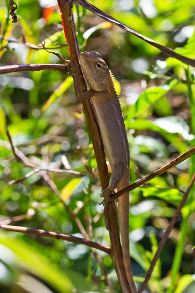 Thajské chameleon v přírodě — Stock fotografie