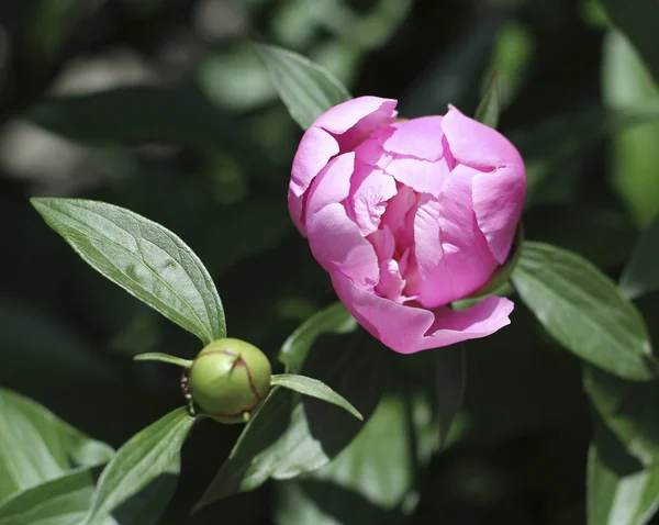 Piona rosa — Fotografia de Stock