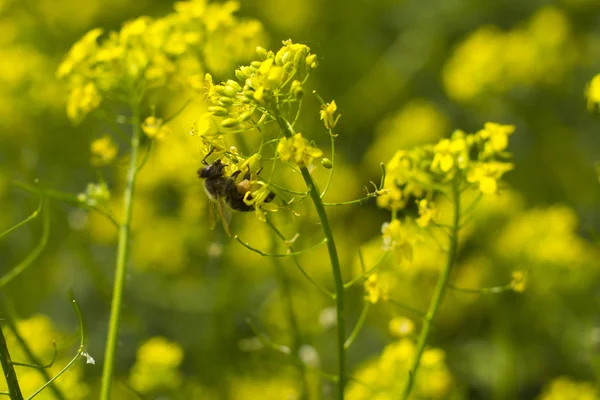 Бджола та гірчиці квіти Ліцензійні Стокові Фото