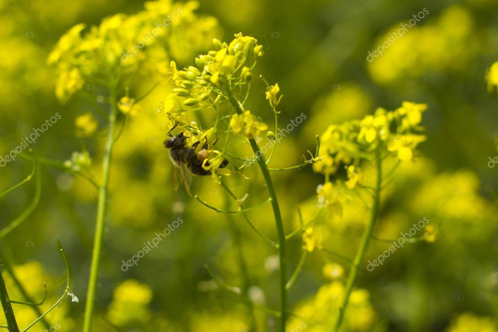 Bee and Mustard Flowers Stock Photo by ©bioboy 26249667