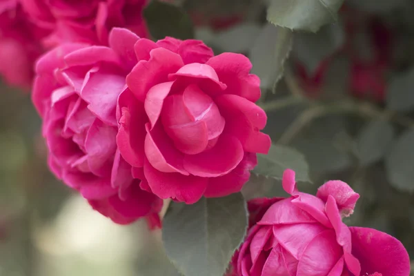 Close-up de jardim rosa — Fotografia de Stock