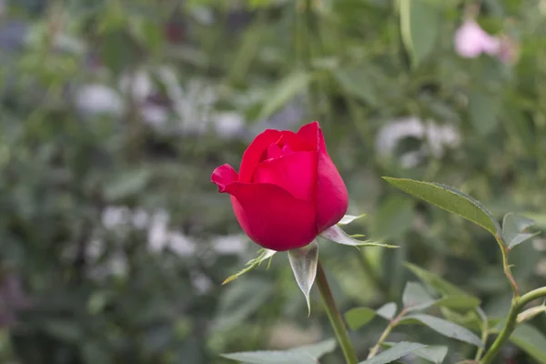 Rote Rose als Natur- und Feiertags-Hintergrund — Stockfoto