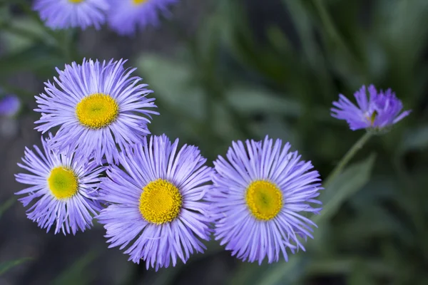 शेतात गोषवंत जांभळा फुले — स्टॉक फोटो, इमेज