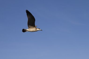 Deniz gökte uçan martı