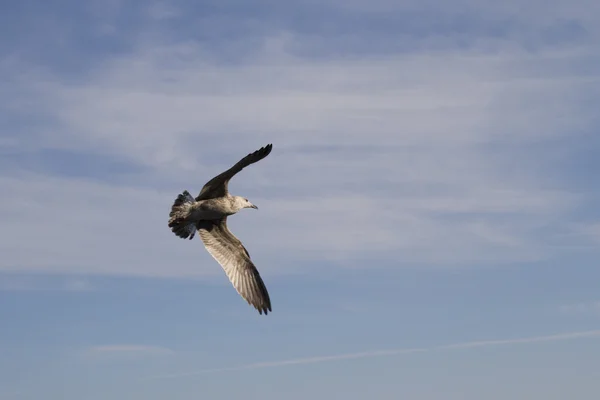 Sea gull flying in sky — Stock Photo, Image