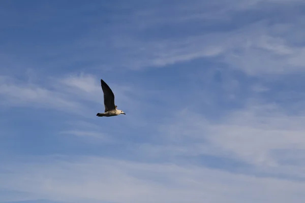 Sea gull flying in sky — Stock Photo, Image