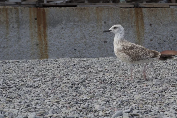 Sea gull on pebble beach — Stock Photo, Image