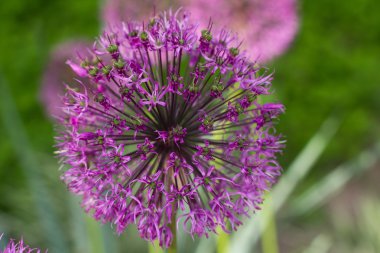 soğan çiçek dekorasyonu