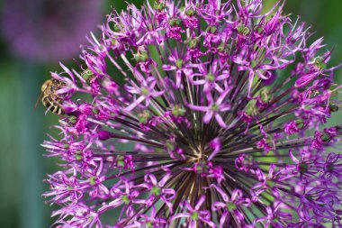 soğan çiçek dekorasyonu