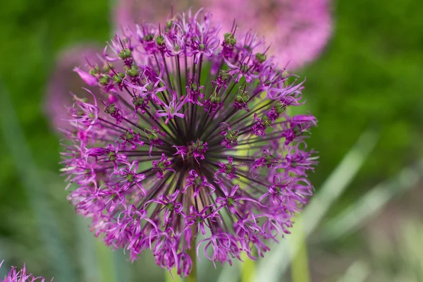 Onion flower decoration — Stock Photo, Image