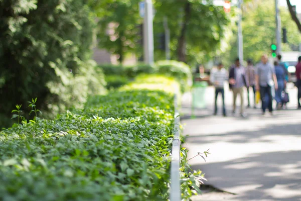 Green bushes in city park — Stock Photo, Image